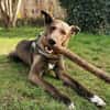 Jerry3 sucht ein Zuhause/Pflegestelle