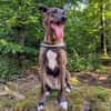 Jerry3 sucht ein Zuhause/Pflegestelle