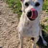 Onawa1 sucht eine Dauerpflegestelle