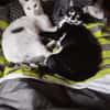 Buffy und Mitsi aus dem Tierschutz