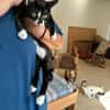 Buffy und Mitsi aus dem Tierschutz
