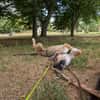 aufmerksame Nena sucht Familie