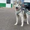 Reyla, Husky Fans gesucht