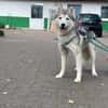 Reyla, Husky Fans gesucht