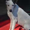 PAQUITO