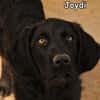 JOIDY