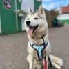You, Husky Fans gesucht