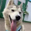 You, Husky Fans gesucht