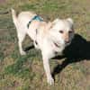 Kleiner Labbi-Mix Sherlock sucht Couch!