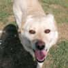 Kleiner Labbi-Mix Sherlock sucht Couch!
