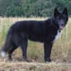 Katzenverträglicher Wolfi sucht ein Heim