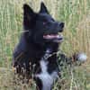 Katzenverträglicher Wolfi sucht ein Heim