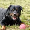 Blacky su. hundeerfahrene Halter