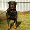 Blacky su. hundeerfahrene Halter
