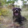 Blacky su. hundeerfahrene Halter