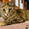 SATYRE