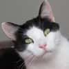 REGLISSE