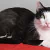 REGLISSE