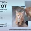 Abricot