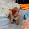 Figue