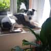 Marley, mâle croisé berger, né le 22/05/2021 🐶