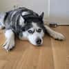 Nicky sucht eine liebevolle Familie