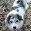 Tobi - backen wir uns einen Hund