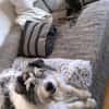 Tobi - backen wir uns einen Hund