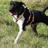 Ikem ein sportlicher Familienhund