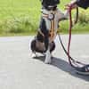 Ikem ein sportlicher Familienhund