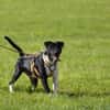 Ikem ein sportlicher Familienhund
