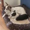 Sanfte Loly, ein Traumhund