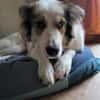 Sanfte Loly, ein Traumhund