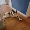 Sanfte Loly, ein Traumhund