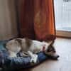 Sanfte Loly, ein Traumhund