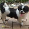 Barney in 47551 Bedburg-Hau !