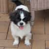 Barney in 47551 Bedburg-Hau !