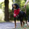 Liebevoller Jack sucht Dich