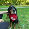 Liebevoller Jack sucht Dich