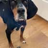 Liebevoller Jack sucht Dich