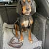 Liebevoller Jack sucht Dich