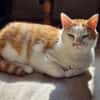 KENZO - geb. ca. 05/2020 - FIV positiv