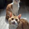 KENZO - geb. ca. 05/2020 - FIV positiv