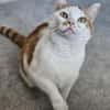 KENZO - geb. ca. 05/2020 - FIV positiv