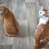 KENZO - geb. ca. 05/2020 - FIV positiv