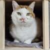 KENZO - geb. ca. 05/2020 - FIV positiv