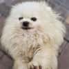 Otto