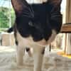 Zwei Handicaps suchen Zuhause