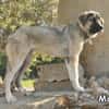MAXIME