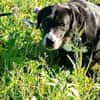 Nanda sucht ein neues Zuhause